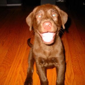 Meet your Posher, Cooper